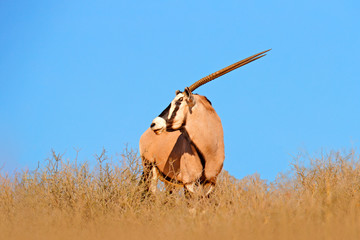 Gemsbok with orange pink sand dune evening sunset. Gemsbuck, Oryx gazella, large antelope in nature...