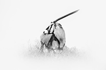 Gemsbok, black and white Africa art. Gemsbuck, Oryx gazella, large antelope in nature habitat,...