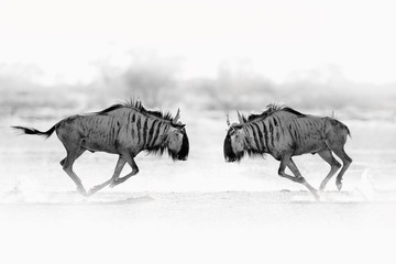 Fototapeta premium Wildebeest fight. Blue wildebeest, Connochaetes taurinus, on the meadow, big animal in the nature habitat in Botswana, Africa.