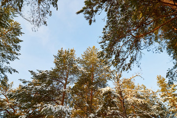 Obraz premium View on top of trees with yellow leaves and blue sky backgroun. Autumn foliage. Yellow gold orange colors of leaves. Crowns of autumn trees against the blue sky. Colorful background