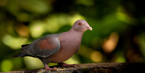 Rotschnabeltaube (Patagioenas flavirostris) in Costa Rica
