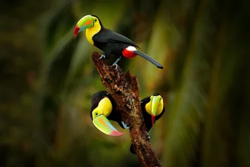 Foto auf Acrylglas Keel-billed Toucan, Ramphastos sulfuratus, bird with big bill sitting on branch in the forest, Costa Rica. Nature travel in central America. Beautiful bird in nature habitat. © ondrejprosicky