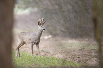 Naklejka na ściany i meble Roebuck - buck (Capreolus capreolus) Roe deer - goat