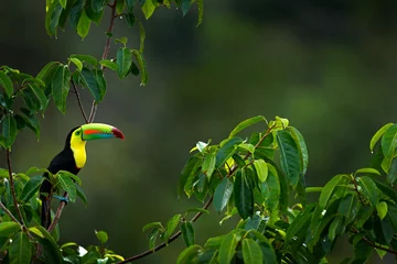 Foto auf Glas Keel-billed Toucan, Ramphastos sulfuratus, bird with big bill sitting on branch in the forest, Costa Rica. Nature travel in central America. Beautiful bird in nature habitat. © ondrejprosicky