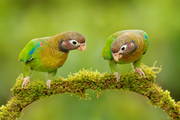 Tropic bird Brown-hooded Parrot, Pionopsitta haematotis, Mexico, green parrot with brown head. Detail close-up portrait of bird from Central America. Wildlife scene from tropical nature