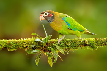 Tropic bird Brown-hooded Parrot, Pionopsitta haematotis, Mexico, green parrot with brown head. Detail close-up portrait of bird from Central America. Wildlife scene from tropical nature