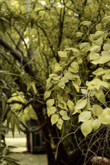 Fototapeta premium leaves of a tree