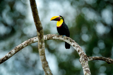 Toucan with big bill. Rainy season in America. Chestnut-mandibled toucan sitting on branch in tropical rain with green jungle background. Wildlife scene from tropic jungle. Animal in Panama forest.