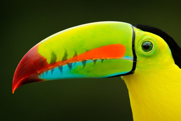 Costa Rica wildlife. Toucan sitting on the branch in the forest, green vegetation. Nature travel holiday in central America. Keel-billed Toucan, Ramphastos sulfuratus. Wildlife from Costa Rica.