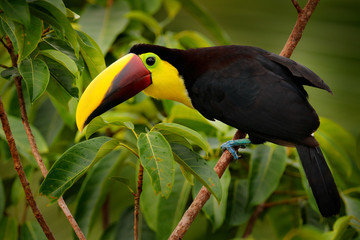 Toucan with big bill. Rainy season in America. Chestnut-mandibled toucan sitting on branch in tropical rain with green jungle background. Wildlife scene from tropic jungle. Animal in Panama forest.
