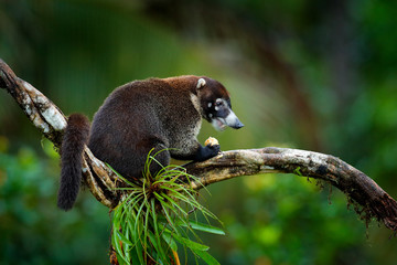 White-nosed Coati, Nasua narica, on the tree in National Park Manuel Antonio, Costa Rica. Animal in...