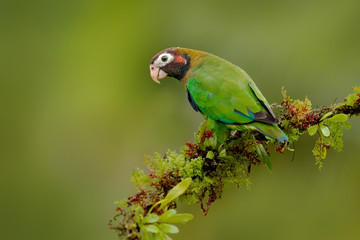 Parrot, Pionopsitta haematotis, Mexico, green parrot with brown head. Detail close-up portrait of bird from Central America. Wildlife scene from tropical nature, Tropic bird Brown-hooded parrot.