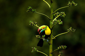 La faune du Costa Rica. Toucan assis sur la branche dans la forêt, végétation verte. Vacances nature en Amérique centrale. Toucan à carène, Ramphastos sulfuratus. La faune du Costa Rica.