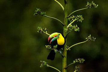 Photo sur Plexiglas Toucan La faune du Costa Rica. Toucan assis sur la branche dans la forêt, végétation verte. Vacances nature en Amérique centrale. Toucan à carène, Ramphastos sulfuratus. La faune du Costa Rica.