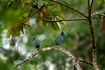 Cayenne ibis sitting on the tree. Bird in the forest habitat. Wildlife scene from tropical jungle, Boca Tapada, Costa Rica. Green ibis, Mesembrinibis cayennensis,