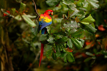 Scarlet Macaw, Ara macao, in dark green tropical forest, Brazil Amazonia. Red bird in the forest. Parrot in the green jungle habitat. Perrot sitting on the tree branch.