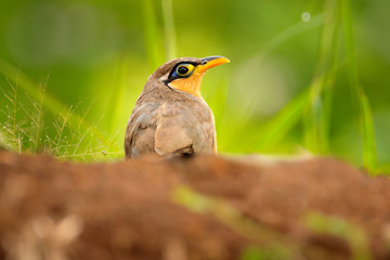 Lesser Ground-cuckoo, Morococcyx erythropygius, rare bird from Costa Rica. Birdwatching in South america. Bird cuckoo sitting on the ground with beautiful grass. Wildlife scene from nature.