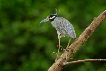 Yellow-crowned Night-Heron, Nyctanassa violacea, heron in Tarcoles river, Costa Rica. Heron sitting on the brach. Wildlife in Central America.