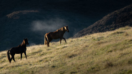 Fototapeta na wymiar Two Kaimanawa wild horses standing in the morning mist