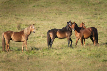 Kaimanawa wild horses playing on the green grassland