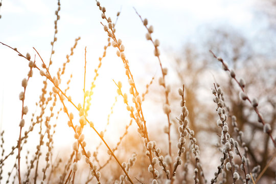  Flowering pussy willow branches on the sunset