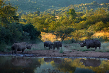 Rhinoceros in Pilanesberg NP, South Africa. White rhinoceros, Ceratotherium simum, big animal in the African nature, near the water. Wildlife scene from Africa.  Rhino in the forest habitat.