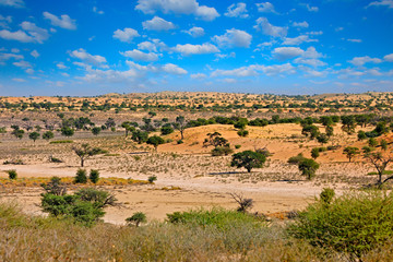 Kgalagadi landscape, near the Kij Kij water hole. Sunny hot day in Africa. Kgalagadi Transfrontier...