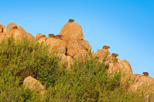 Herd group of hyrax on the stone hill. Rock Hyrax in rock habitat, stone in rocky mountain. Wildlife scene from nature. Many hidden hyrax. Procavia capensis, Namibia. Rare interesting mammal, Africa