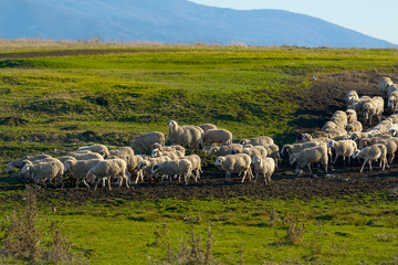 Naklejka na ściany i meble Flock of sheeps crossing a path on a green hill of fresh grass after grazing.