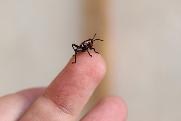 saltamontes pequeño y saltarin en un dedo