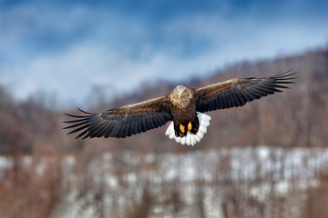 White-tailed eagle, Haliaeetus albicilla, big bird of prey on the dark blue sky, with white tail, Japan. Action wildlife scene from sky. Big bird of prey on the sky.