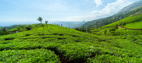 Panoramic view of the tea plantation in the hills of Munnar, some of the most elevated tea plantations in the world, Kerala, India