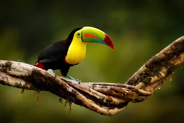 Rolgordijnen Tropische vogel uit Guatemala. Kiel-billed Toucan, Ramphastos sulfuratus, vogel met grote snavel zittend op een tak in het bos. Natuurreizen in Midden-Amerika. Mooie vogel in de natuur habitat © ondrejprosicky