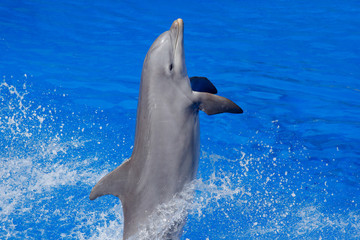 Ocean wave with animal. Bottlenosed dolphin, Tursiops truncatus, in the blue water. Wildlife action scene from ocean Dolphin jumping from the sea. Funny animal image.