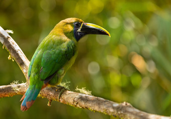 Laucharassari (Aulacorhynchus prasinus) in Costa Rica