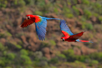 Red-and-green Macaws, Ara chloroptera, in the dark green forest habitat. Beautiful macaw parrots from Amazon, Brazil. Birds in flight. Action wildlife scene from South America.