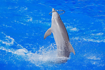 Dolphin with hoop ring - lula hop plaing in the ocean sea. Ocean wave with animal. Bottlenosed dolphin, Tursiops truncatus, in the blue water. Wildlife action scene from ocean. Funny animal image.