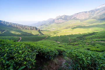 The tea plantation in the hills of Munnar, some of the most elevated tea plantations in the world, Kerala, India