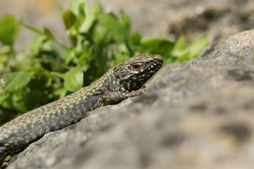 A beautiful male Wall Lizard, Podarcis muralis, basking on a stone wall in Dorset, UK.