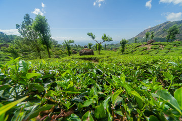 Fototapeta na wymiar The tea plantation in the hills of Munnar, some of the most elevated tea plantations in the world, Kerala, India