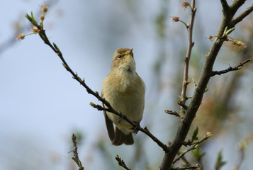A pretty Chiffchaff, Phylloscopus collybita, perching on a branch of a tree.