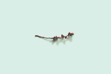 blooming peach branch on blue background