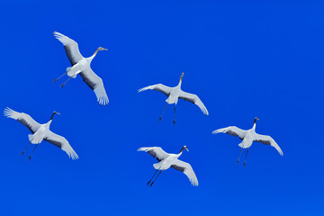 Winter flight, two Red-crowned crane, Hokkaido, Japan. Bird in fly, winter scene with snowflakes. Snow love in nature. Wildlife scene from wild nature. Cold winter.