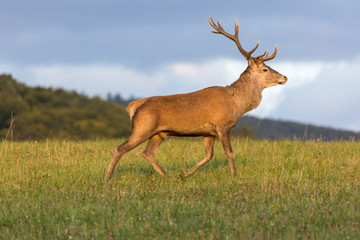 Naklejka na ściany i meble Red deer (cervus elaphus) running on grassland. In the background forest
