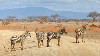 Fototapeta na wymiar Zebras crossing the road