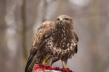 Common buzzard ( buteo buteo ) sitting on a pine tree stump and eats meat. Wild bird in nature with...