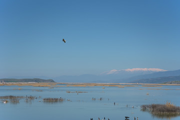lake Karla , Greece , wild flora and fauna, in a protected ecological environment