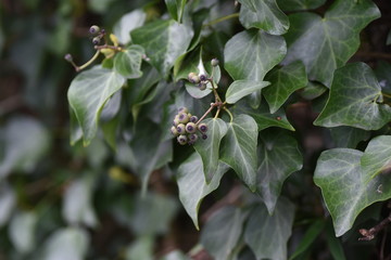 Hedera rhombea (Japanese ivy) is an evergreen climbing plant with black ripe fruits in spring.
