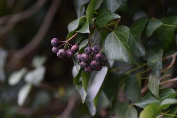 Hedera rhombea (Japanese ivy) is an evergreen climbing plant with black ripe fruits in spring.