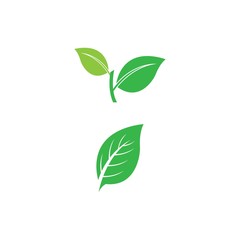 Fototapeta premium Leaf icon Vector Illustration design